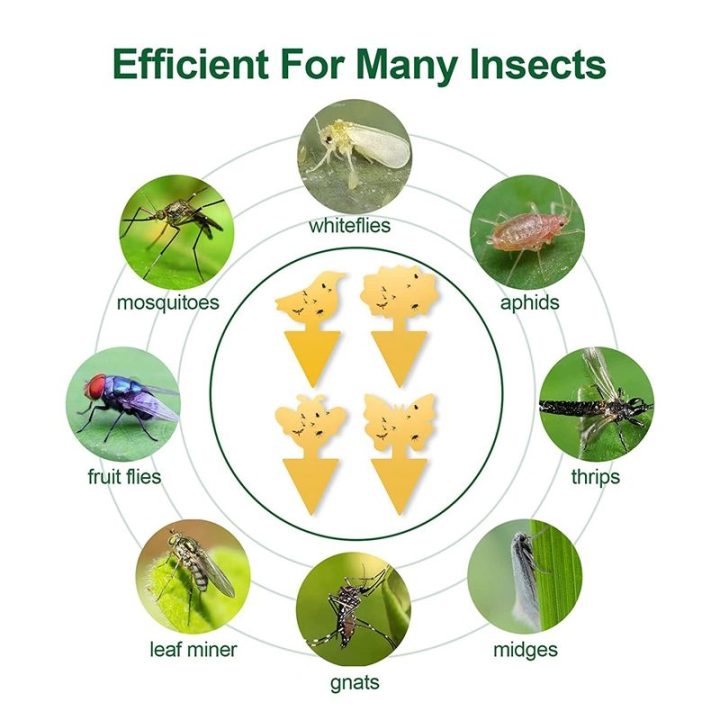 Plastic Dual Sided Yellow Fruit Fly