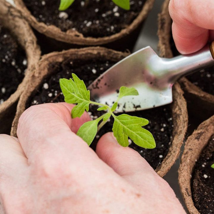 50Pcs Transplant Cup with Plant Labels