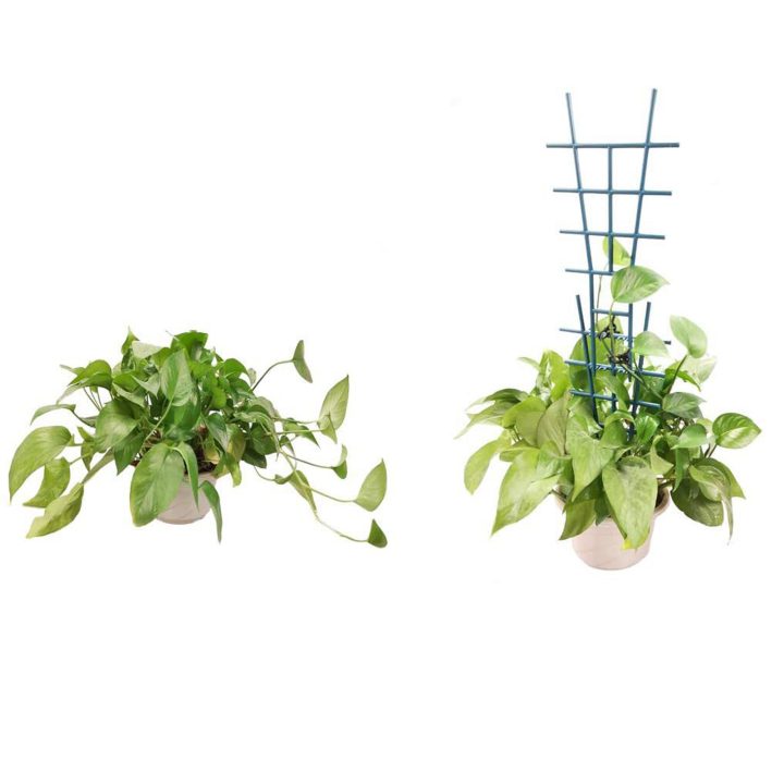 Garden Tools Garden Plastic Climbing Trellis