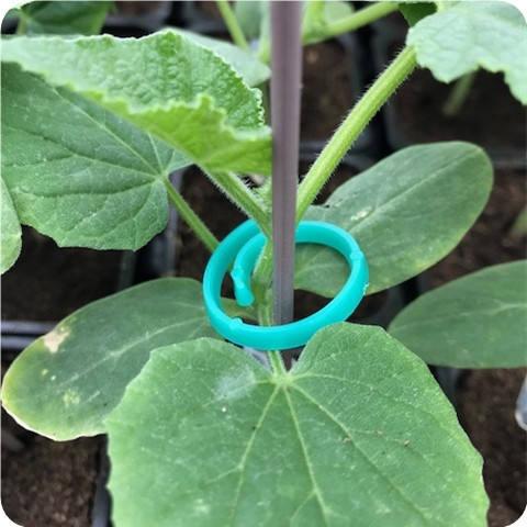 塑料支撑植物夹