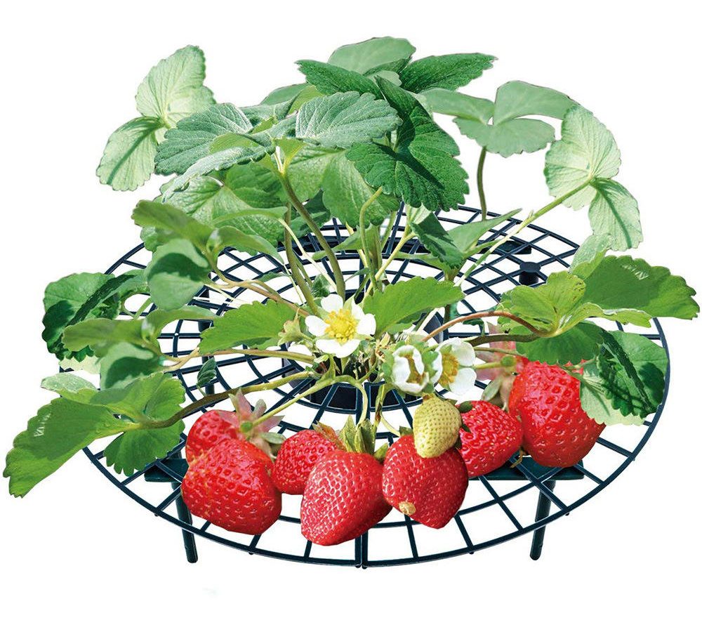 Promotional Quality Strawberry Growth Support Rack