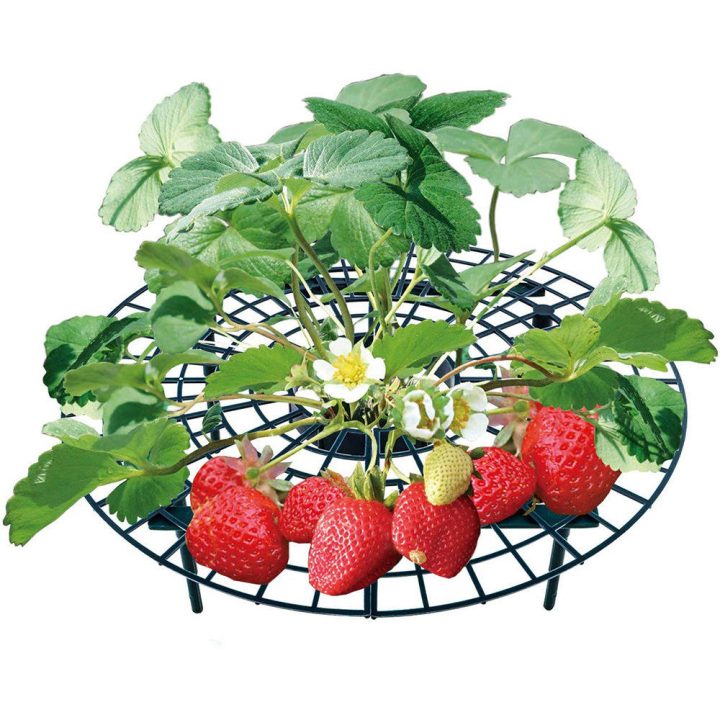 Promotional Quality Strawberry Growth Support Rack