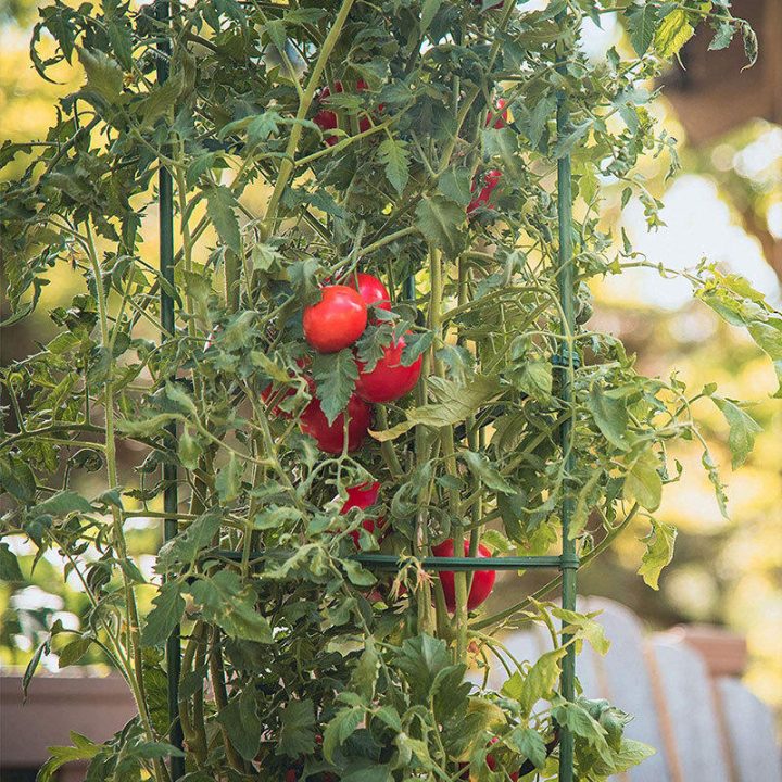 Factory Stock Courtyard Orchid Vegetable Garden