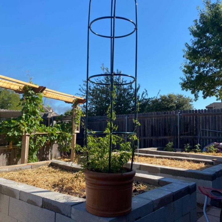 Hot Sale Garden Metal Obelisk Trellis